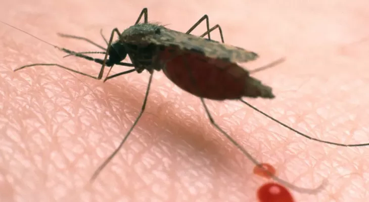 Climate change could upturn world malaria fight: WHO