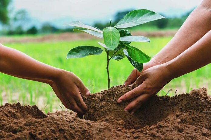 AIOU launches tree plantation campaign