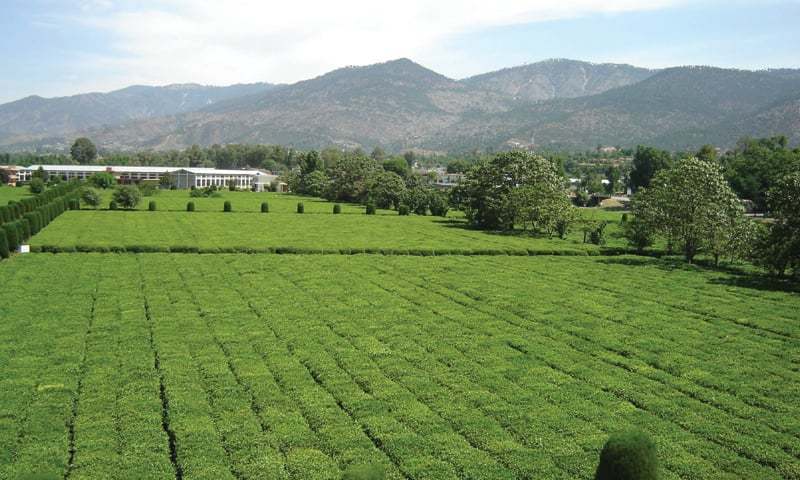 State-of-the-art technology installed in Manshera to promote climate resilient farming, enhance tea yield