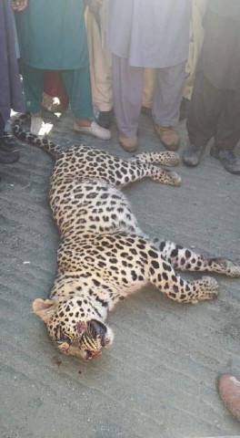 Rare leopard falls to human wrath The Wildlife Department later took possession of the carcass