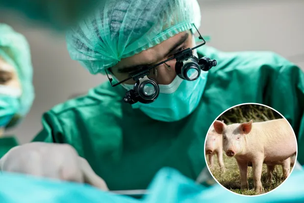 China reports first successful pig lung transplant into human body: Nature