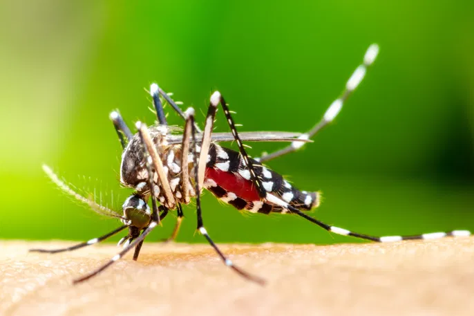 Dengue prevention measures underway in flood-hit areas