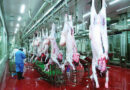 World’s Largest Automated Slaughterhouse Ready for Hajj 2026; 17,000 Butchers to Handle 300,000 Sacrifices Daily