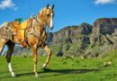 Netherlands to Stage First World Championship for Akhal-Teke Horses, Celebrating Turkmenistan’s Legendary Equine Heritage