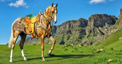 Netherlands to Stage First World Championship for Akhal-Teke Horses, Celebrating Turkmenistan’s Legendary Equine Heritage